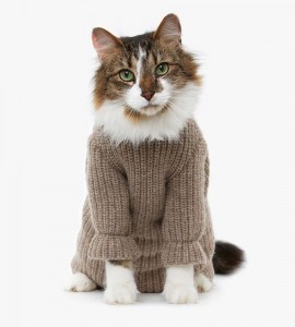 Sweater Cat